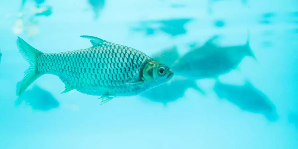 Saltwater Vs. Freshwater Aquariums: Equipment Comparison Saltwater Vs. Freshwater Aquariums: Equipment Comparison