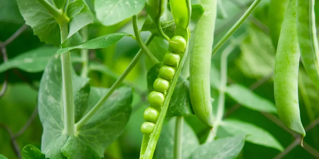 What Are Simple Cooking Tips for Spring Produce Like Peas? What Are Simple Cooking Tips for Spring Produce Like Peas?